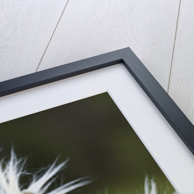 Camargue horse by Anonymous