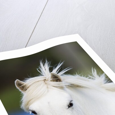 Camargue horse by Anonymous