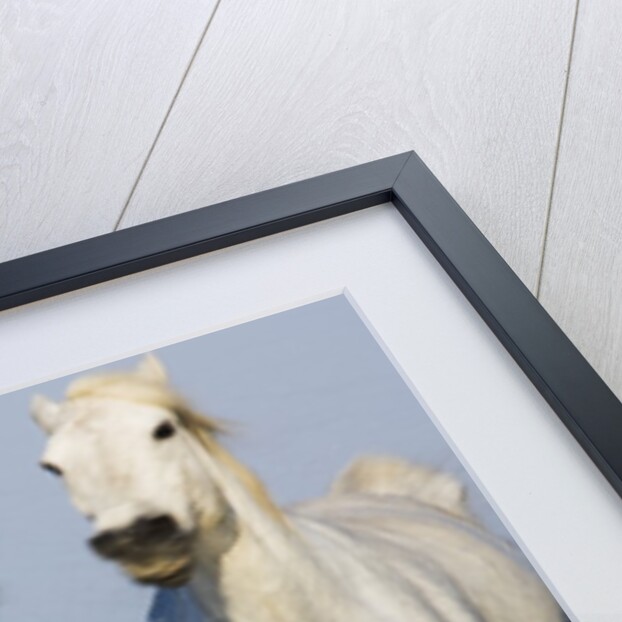 Camargue horses running in marsh by Anonymous