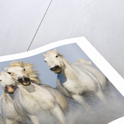 Camargue horses running in marsh by Anonymous