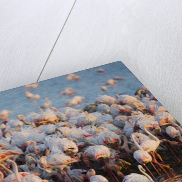 Greater flamingo colony in lagoon by Anonymous