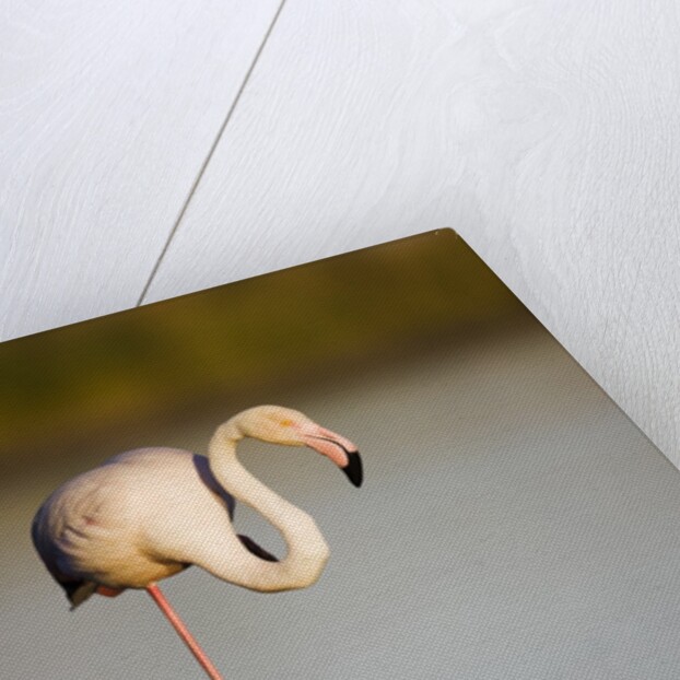 Greater flamingo in lagoon by Anonymous