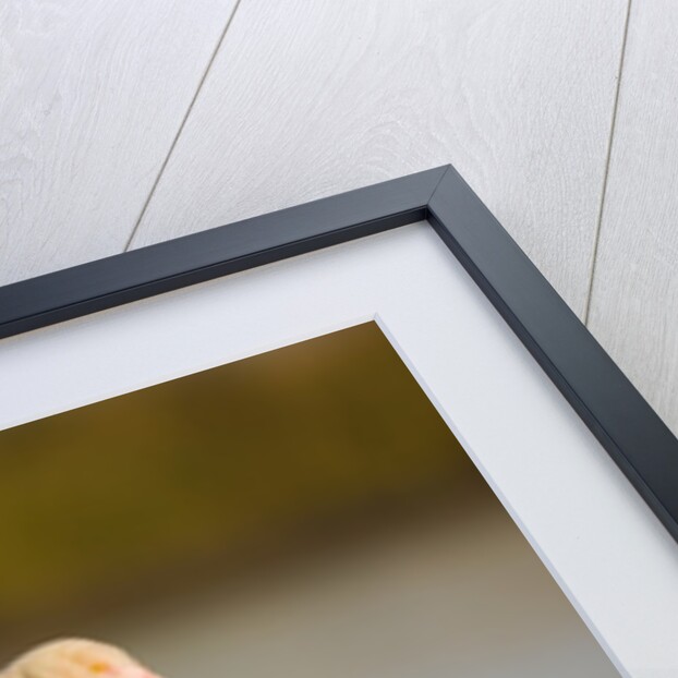 Greater flamingo in lagoon by Anonymous