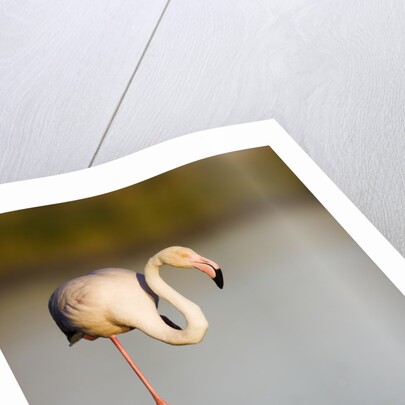 Greater flamingo in lagoon by Anonymous