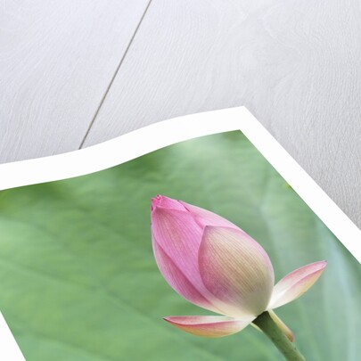 Lotus flower in Lou Lim Ieoc Garden in Macau by Corbis