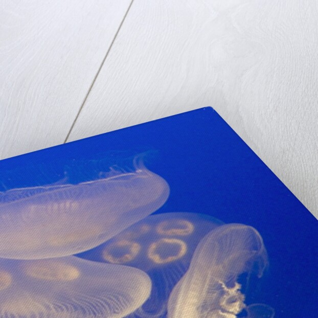 Moon jellies by Anonymous