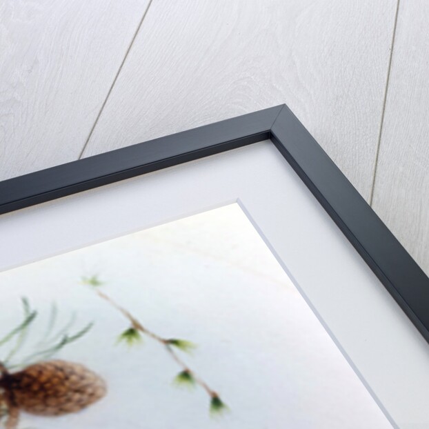 Red Squirrel with Primroses and Violets by Edward Julius Detmold