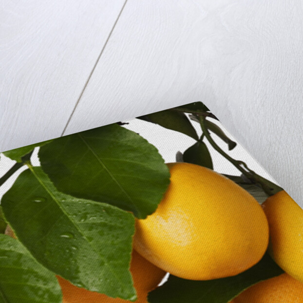 Oranges hanging from tree by Anonymous