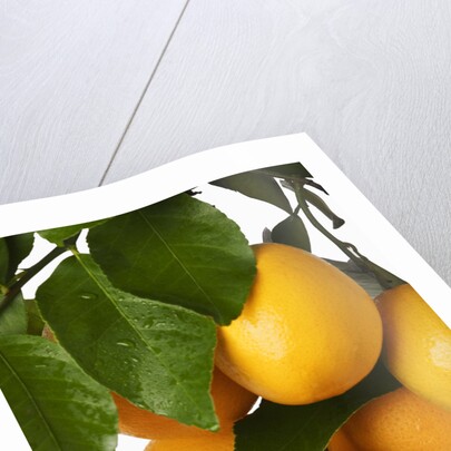 Oranges hanging from tree by Anonymous