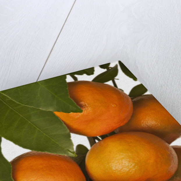 Mandarin oranges hanging from tree by Anonymous