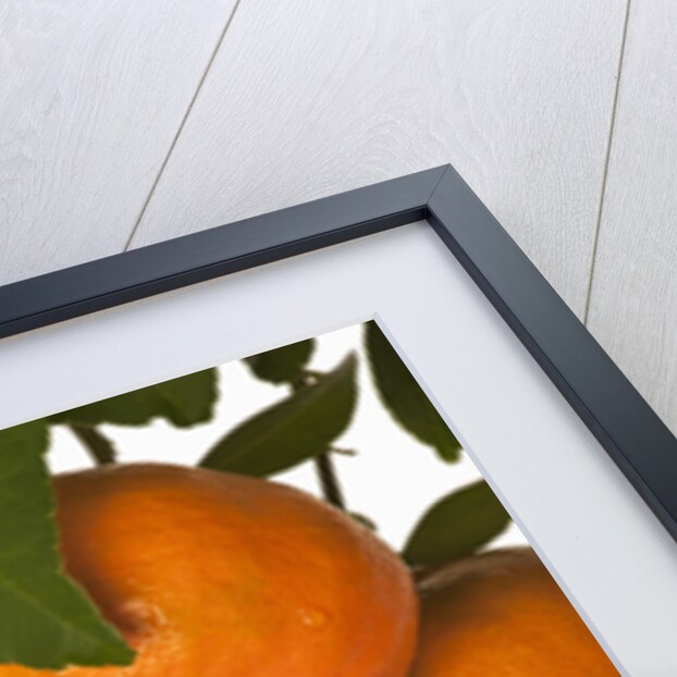Mandarin oranges hanging from tree by Anonymous