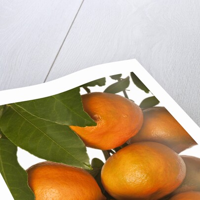 Mandarin oranges hanging from tree by Anonymous