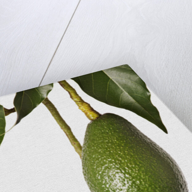 Avocados hanging from tree by Anonymous
