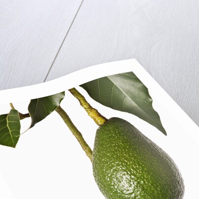 Avocados hanging from tree by Anonymous