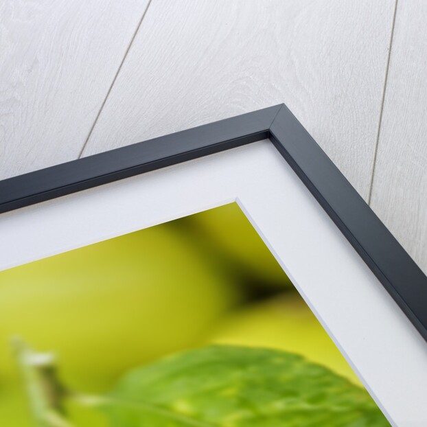 Fresh lemons by Anonymous