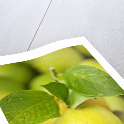 Fresh lemons by Anonymous