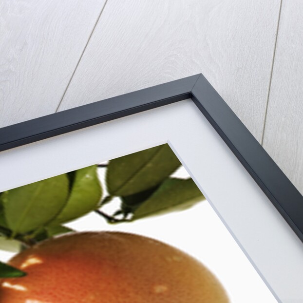 Pink grapefruit hanging from tree by Anonymous