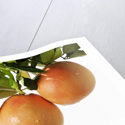 Pink grapefruit hanging from tree by Anonymous