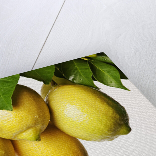 Lemons hanging from tree by Anonymous