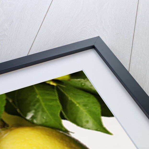 Lemons hanging from tree by Anonymous