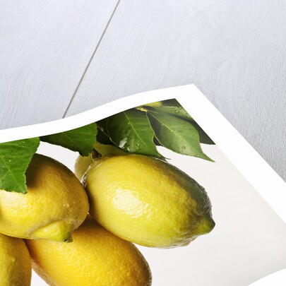 Lemons hanging from tree by Anonymous