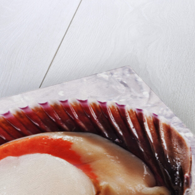 Fresh scallop in shell on ice by Anonymous