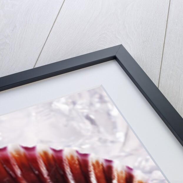 Fresh scallop in shell on ice by Anonymous