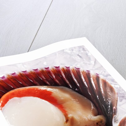Fresh scallop in shell on ice by Anonymous
