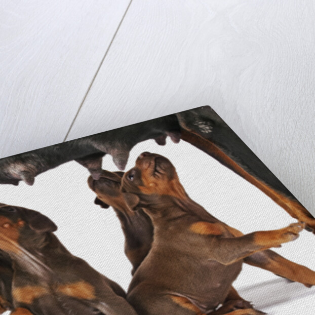 Doberman Pincher puppies suckling by Anonymous