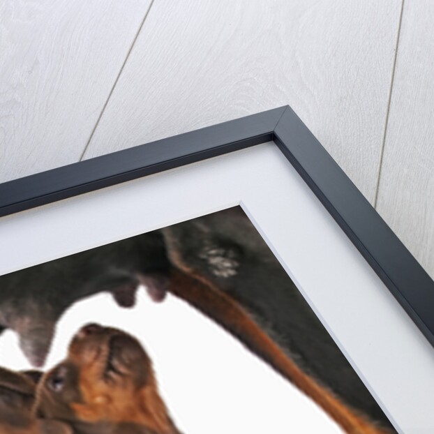 Doberman Pincher puppies suckling by Anonymous