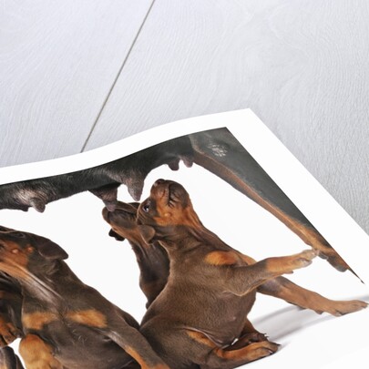 Doberman Pincher puppies suckling by Anonymous