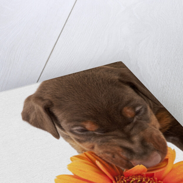 Doberman Pincher puppy biting gerbera daisy by Anonymous
