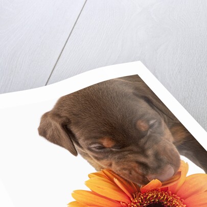 Doberman Pincher puppy biting gerbera daisy by Anonymous