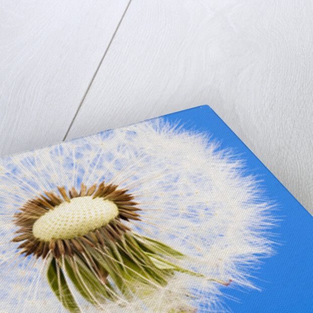 Dandelion seed head by Anonymous