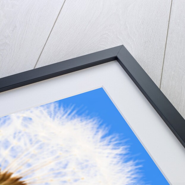 Dandelion seed head by Anonymous