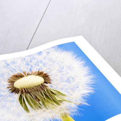 Dandelion seed head by Anonymous