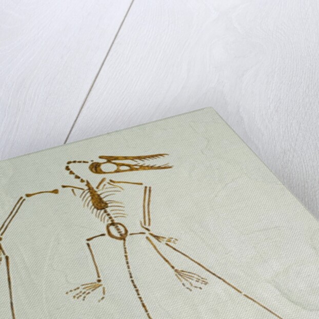Fossil Pterosaur Ramphorhynchus gemmingi found in Bavaria by Anonymous