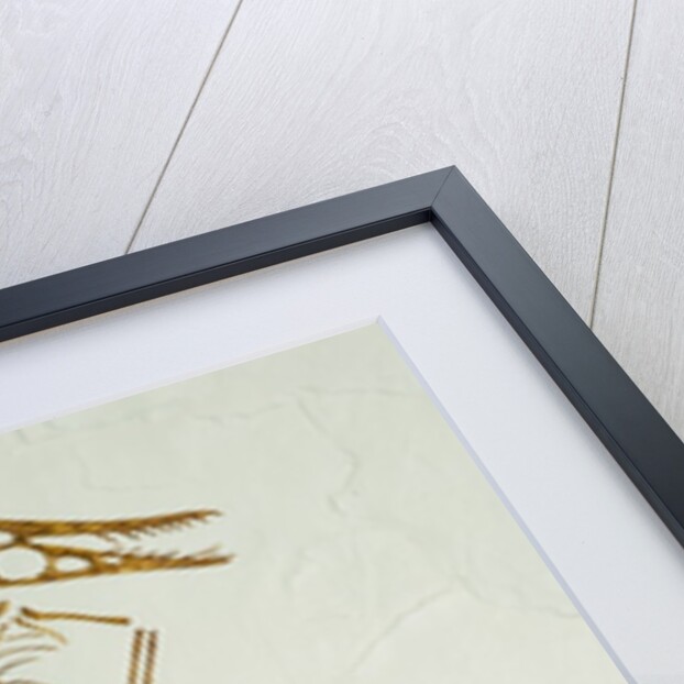 Fossil Pterosaur Ramphorhynchus gemmingi found in Bavaria by Anonymous