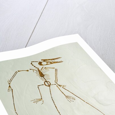 Fossil Pterosaur Ramphorhynchus gemmingi found in Bavaria by Anonymous