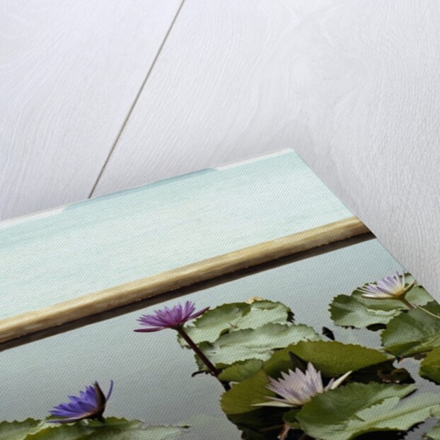 Water lilies in pond by ocean by Anonymous