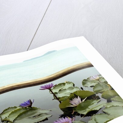 Water lilies in pond by ocean by Anonymous