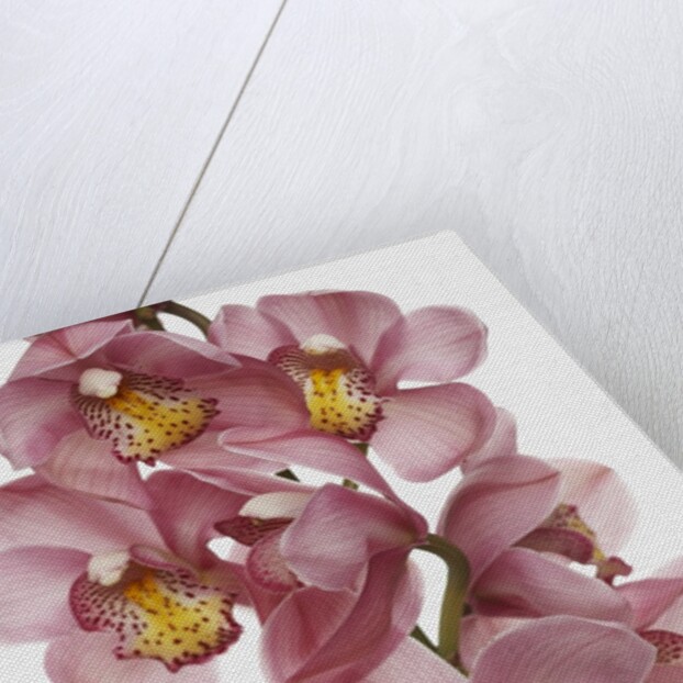 Pink Cattleya orchids by Anonymous