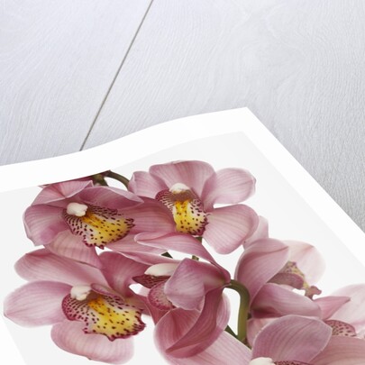 Pink Cattleya orchids by Anonymous