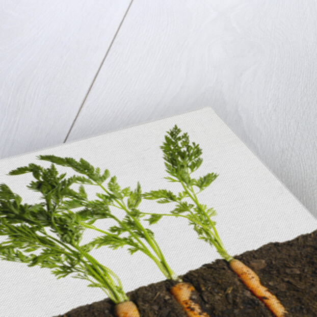 Carrots in dirt by Anonymous