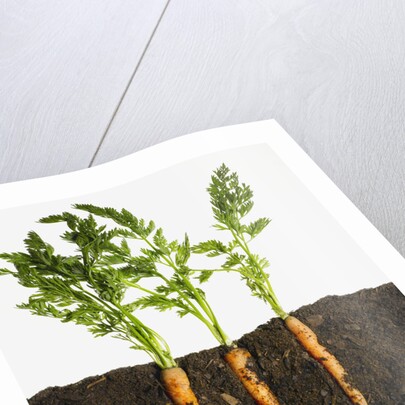 Carrots in dirt by Anonymous