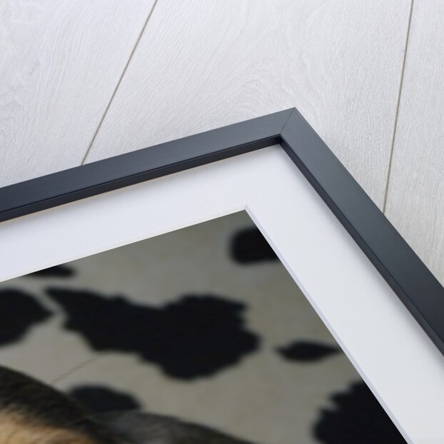 Basset hound by Anonymous