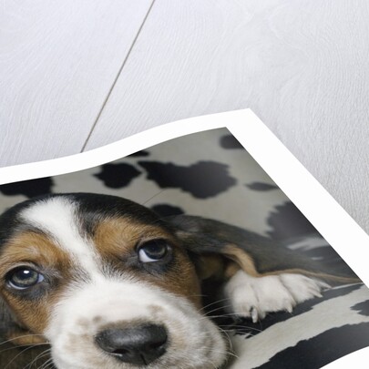 Basset hound by Anonymous