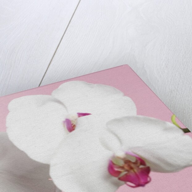White Phalaenopsis orchids by Anonymous