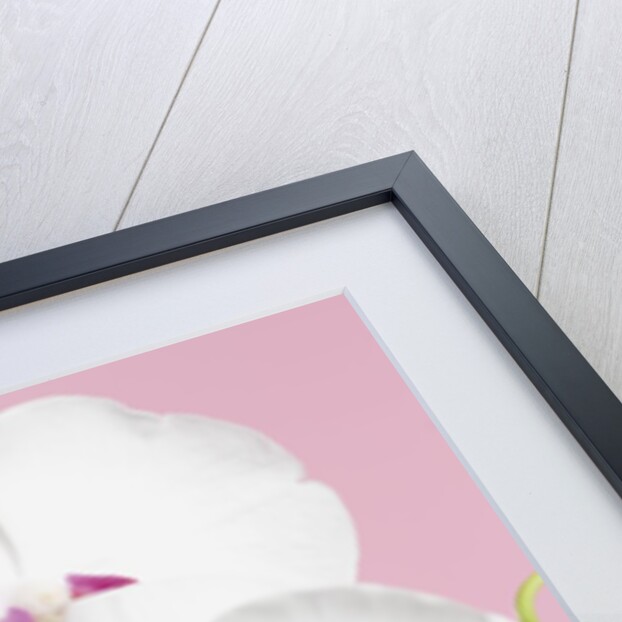 White Phalaenopsis orchids by Anonymous