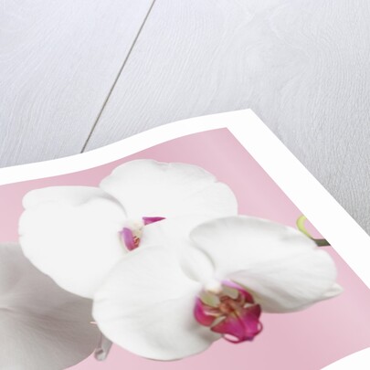 White Phalaenopsis orchids by Anonymous